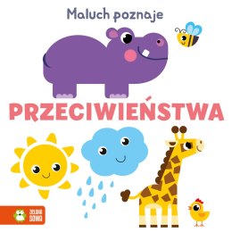 Maluch poznaje kolory, słowa. Angielskie słówka